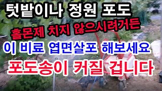 텃밭 포도, 정원에 심은 포도 홀몬제 치지 않으시려거든, 이 비료 엽면시비 해보세요. 포도송이 커질 겁니다.…