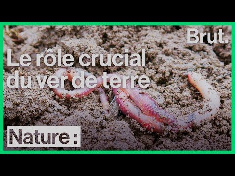Interview de Christophe Gatineau sur le rôle du ver de terre