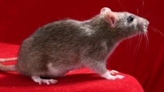 How To Trap A Rat