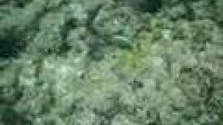 preview picture of video 'Reef fish - Snorkeling in Sunabe, Chatan, Okinawa, Japan'