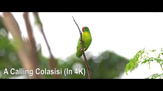 Download lagu A Calling Colasisi (Dalam 4K) mp3