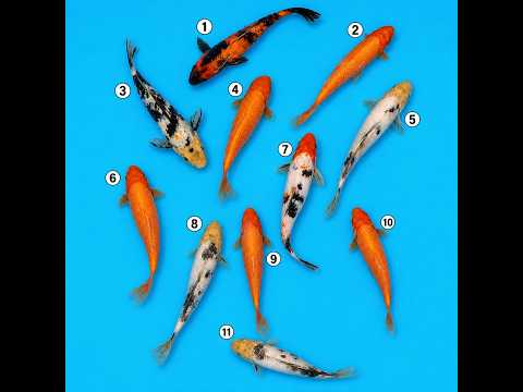 Video pregled koi ribe