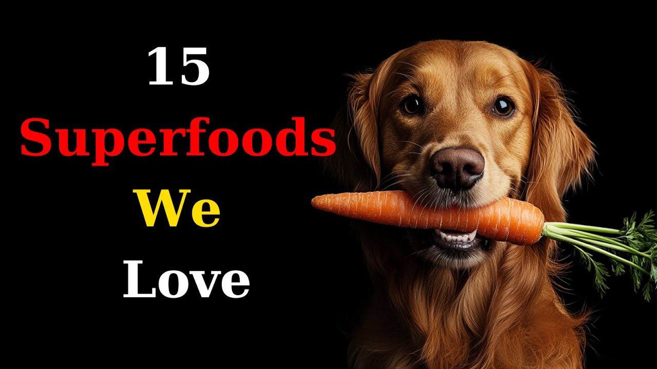 15 FOODS THAT ARE GOOD FOR  DOGS 🐾