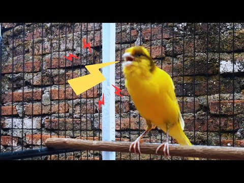 Your Canary Will Sing Immediately