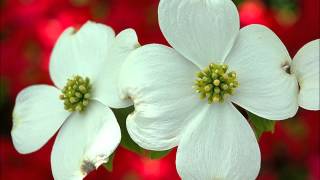 MANHATTAN - LEE WILEY