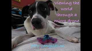 Viewing the World Through a Micro Drone/ Tiny Whoop FPV Compilation ft. Pets