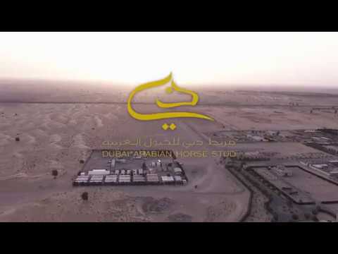 Dubai Stud | SPONSOR 2017