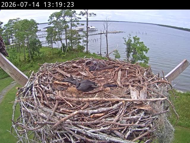 Live webcam view of Osprey Nest Cam over Wolf Bay