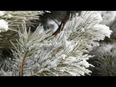 Jerzy Ficowski "Szron" odc 49