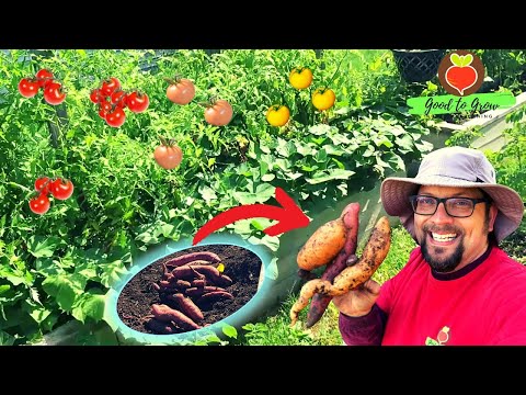 We Grew These Sweet Potatoes WITH Tomatoes! | Companion Planting Sweet Potato Harvest