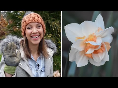 YouTube video about Learn all about the proper timing for buying and planting daffodils, how to plant them so you'll always see blooms, and a smart tip on harvesting.