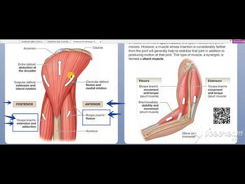 Arm muscles action 3