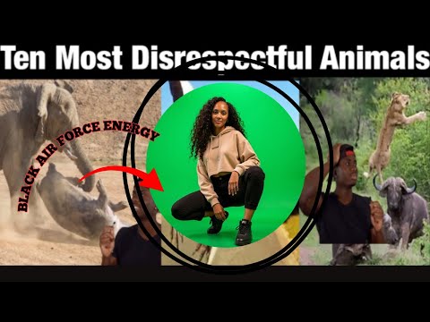 Top 10 Animals with Black Air Force Energy | BRITTREACTS