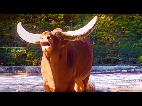 Lautes Muhen Stier Kuh Watussi Rind Brüllen Roaring Cow Mooing Loud