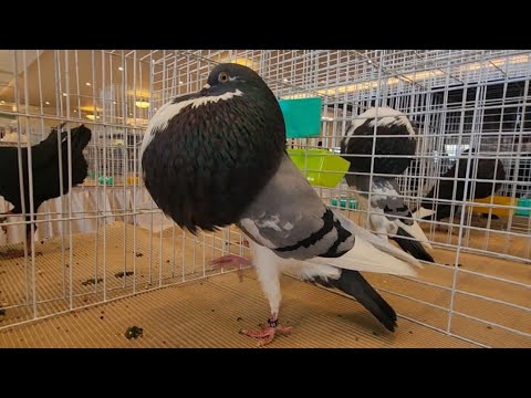 top 10 Beautiful  Norwich Cropper  pigeon | pouter pigeon