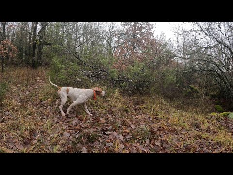 Travaille pointer anglais bécasse #pointerdog#woodcock#hunting#beccaccia
