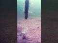 Video Thumbnail for Crazy Underwater Footage Ice Fishing #icefishing #pike #underwatercamera #shorts