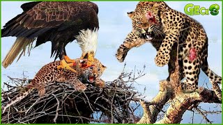 The Moment The Injured Mother Leopard Still Aggressively Chased The Eagle To Protect Her Baby