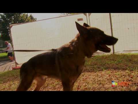 Dimostrazione cinofila con cani antidroga del Comando Provinciale della GdF di Venezia - www.HTO.tv