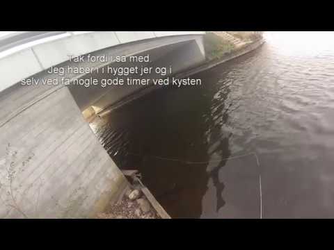 Aborre/Perch fishing Silkeborg (street fishing)