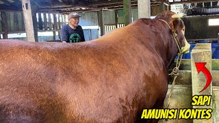 Download lagu SUPER JUMBO‼️SAPI KONTES PETERNAK LERENG GUNUNG🔥 mp3