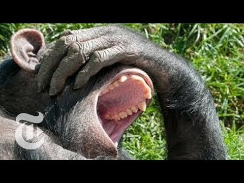 Why Is Yawning Contagious? Looking to Chimps for Answers | The New York Times