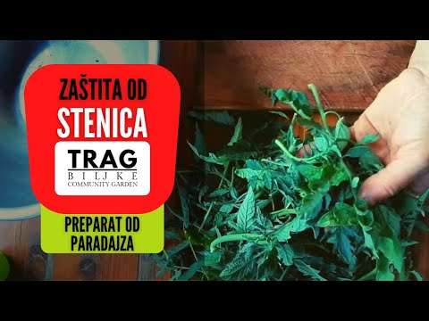 BUG PROTECTION - PREPARATION OF TOMATO PREPARATION (2021) [TRACE OF THE PLANT]