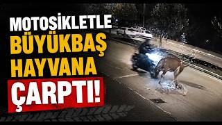  Motosikletle Büyükbaş Hayvana Çarptı