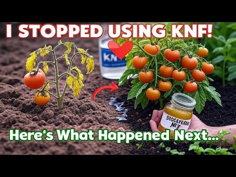 Ich habe KNF aufgegeben – dann hat dieser Dünger alles in meinen Hochbeeten und meinem Garten ver...