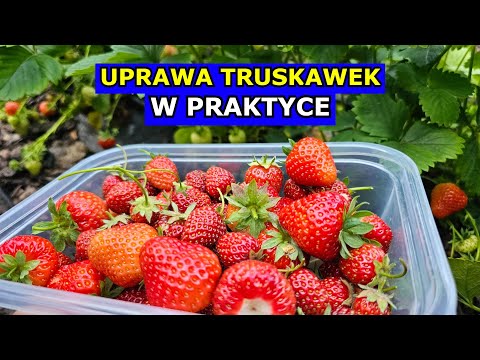 Uprawa Truskawek W PRAKTYCE. Cięcie, Nawożenie, Podlewanie, Pielęgnacja Truskawki Krok po Kroku.