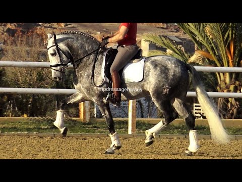 FEI Potential Andalusian PRE stallion 2017 - 1,66 cm (#MP648)