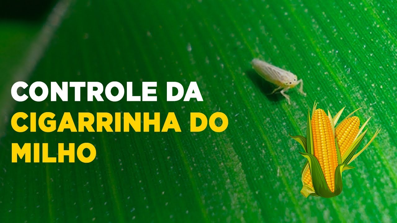 COMO CONTROLAR A CIGARRINHA DO MILHO