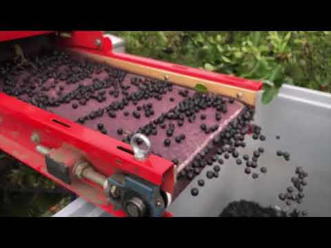 Récolteuse à baies d'aronia aronic - jagoda jps -_8