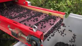 Récolteuse à baies Jagoda Beeren Erntemaschine / Aronia Harvester / Récolteuse de cassis J à vendre - Image 8 | Agronetto CA Récolteuse à baies Jagoda Beeren Erntemaschine / Aronia Harvester / Récolteuse de cassis J neuve | Image 8 - Agronetto