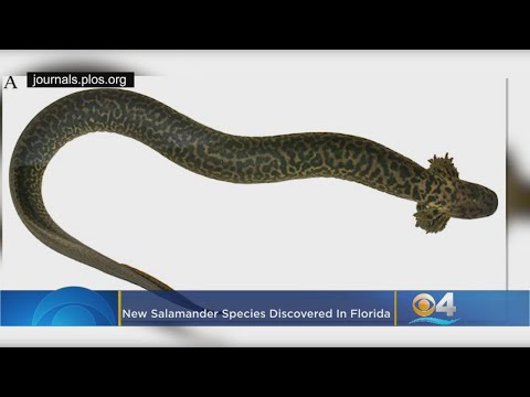 New Salamander Species Discovered In Florida