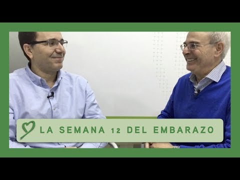 La semana 12 del EMBARAZO