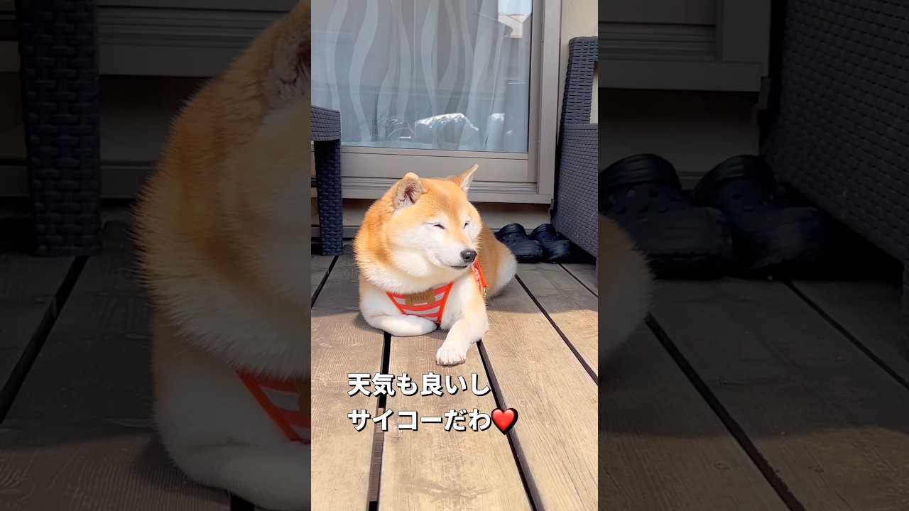 お庭でるんるん🐶🎵#柴犬 #チワワ #shorts