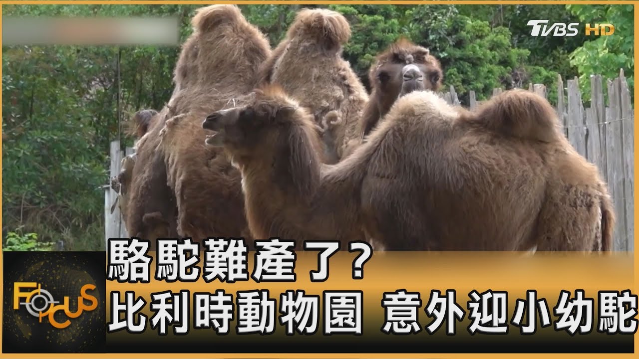 駱駝難產了? 比利時動物園 意外迎小幼駝