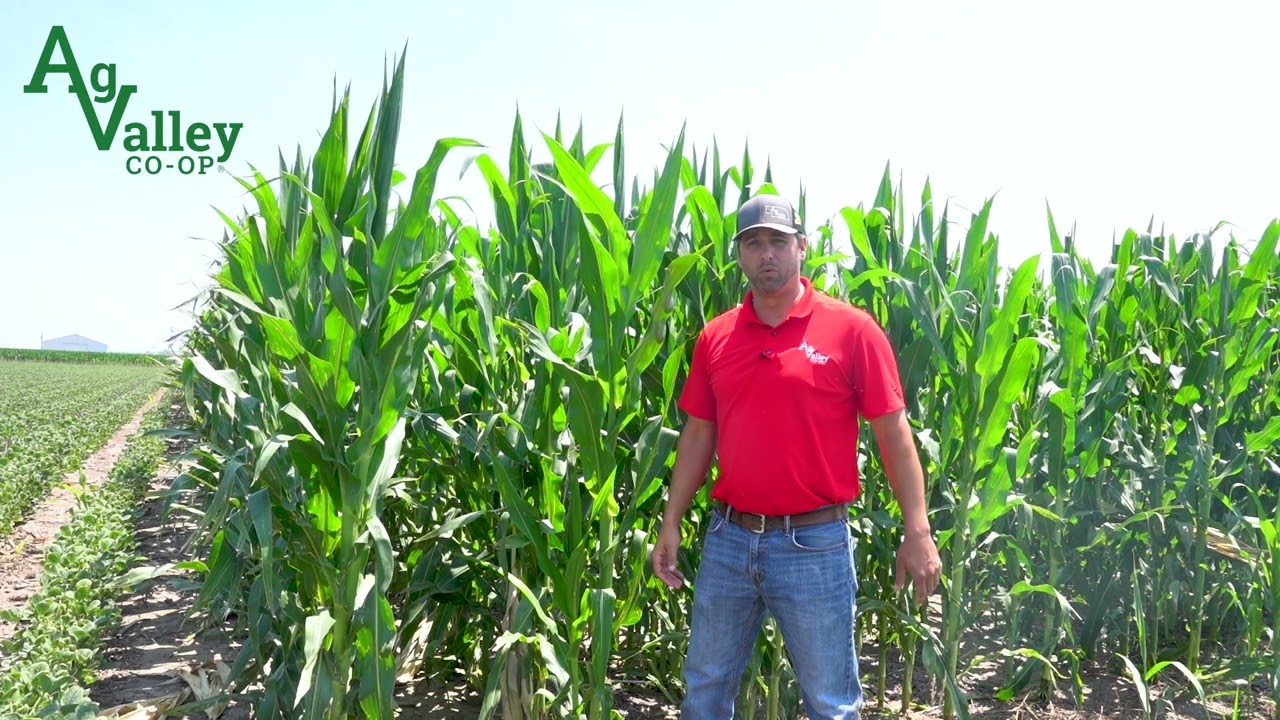Western Bean Cutworms