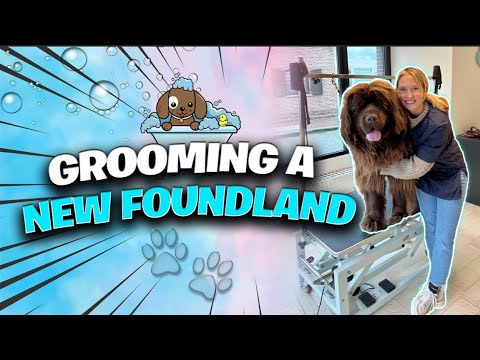 Massive Newfoundland Dog Makeover: Watch the Incredible Transformation!