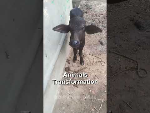 Animal Transformation #136 /#animals #different_pablo #shorts #viralvideo #shortvideo #trollface