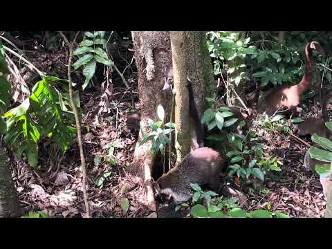 Video aus Monteverde
