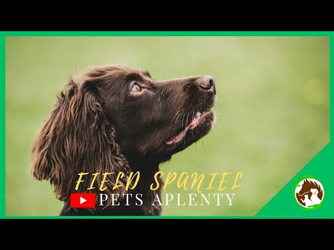 Why the FIELD SPANIEL is a Hidden Gem