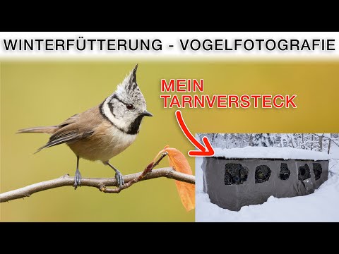 Setting up winter feeding and photographing songbirds in the garden (tips & tricks)