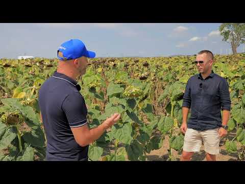 Adrian Ionescu & Gabriel Pavel & Maria Cirja - despre Utrisha N in cultura de floarea soarelui