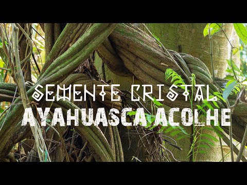Ayahuasca Acolhe seus Filhos - Semente Cristal