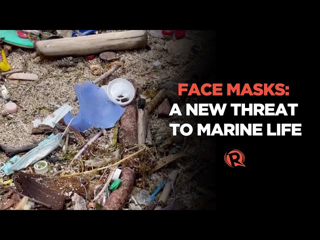 [WATCH] Face masks: A new threat to marine life