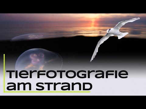 Tierfotografie am Strand - Skandinavien Part 8
