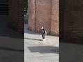 Switch double heel