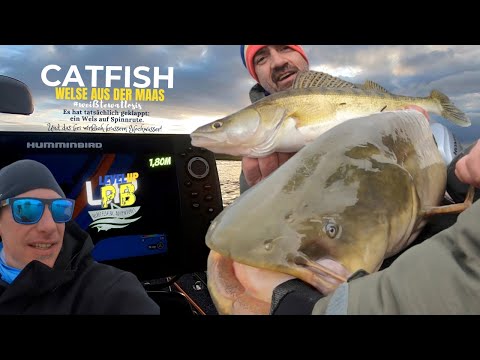 Welsangeln auf der Maas bei Helrec Fishing